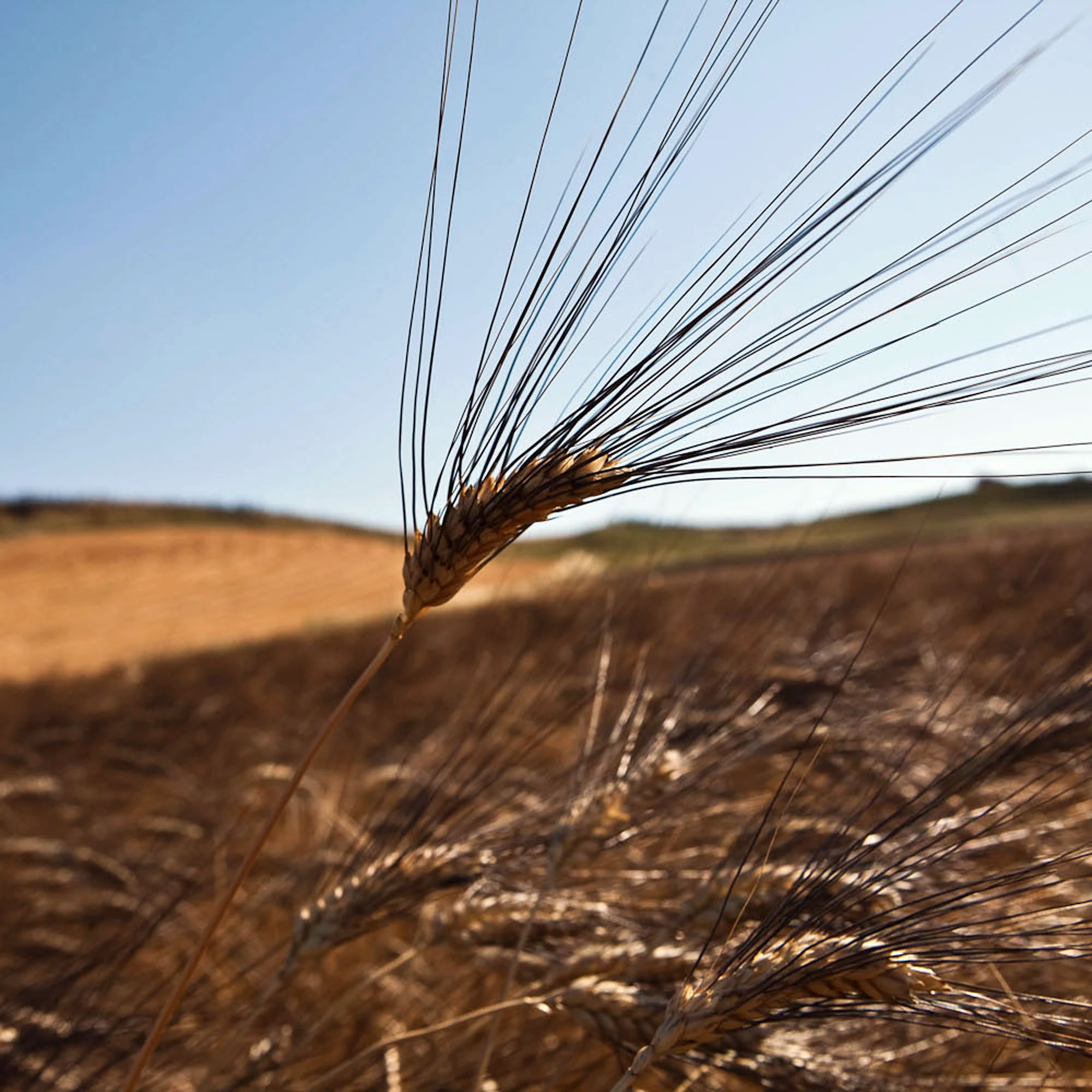Semola di grano duro antico Senatore Cappelli