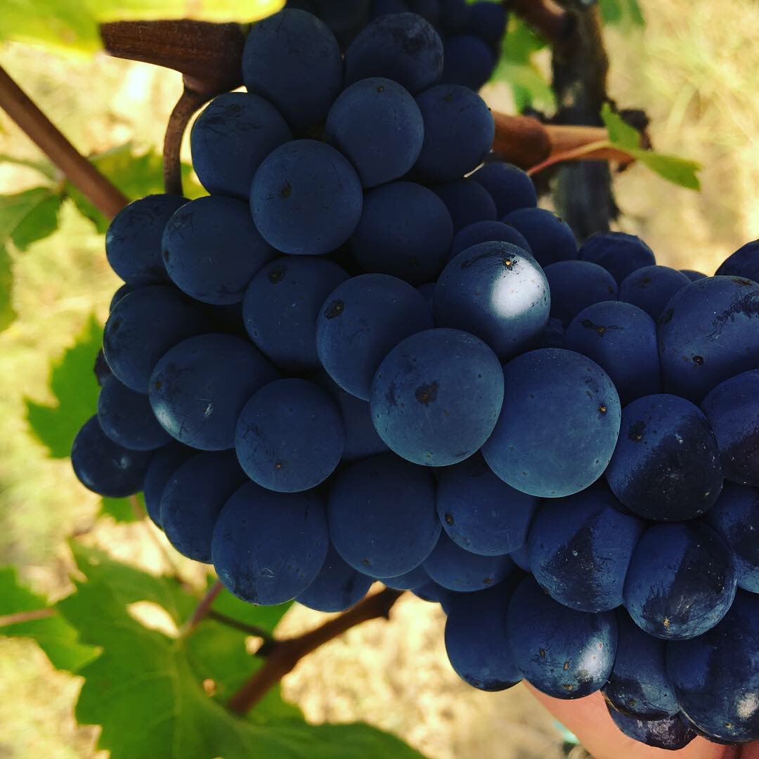13.5 – Sangiovese Superiore