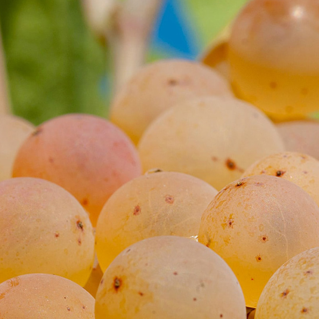 Oro di Famiglia – Trebbiano